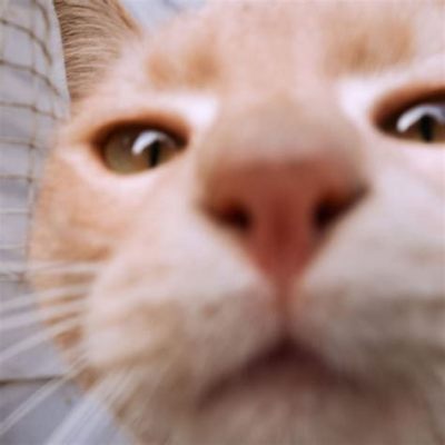 sony カメラ おすすめ なぜ猫はカメラを嫌うのか？